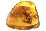 Fossil Spider and Fungus Gnats in Baltic Amber #288582-1